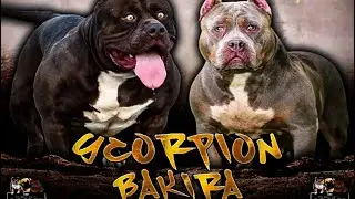 🎨 SCORPION NAMOROU A BAKIRA