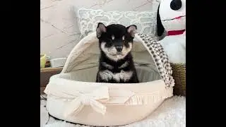 Black & Tan Shiba Inu - Bridget
