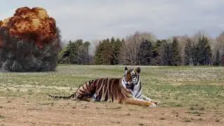 Just Test || Green Screen effect || ButterflyB
