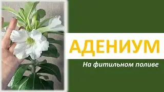 АДЕНИУМ. Цветение черенка на фитильном поливе.
