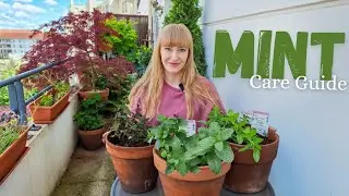 Planting Mint In Pots | Care Tips | Interesting Flavoured Varieties