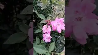 best beautiful rose