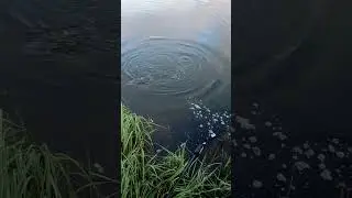 Вываживание дикого карпа #carping #fishing #carphunter #camping #carpfishing #carpfish #carpfish