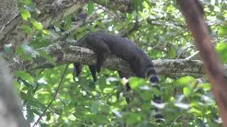Quatis (Nasua nasua) - Parque Ecológico do Tietê, São Paulo/SP