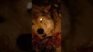 Волки.Почему светятся глаза? 