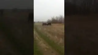 Молодые бычки дерутся!The young bulls fight