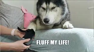 Telling My Husky He Did this To Himself! He Swears At Me!