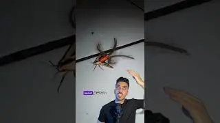 لو لقيت الشئ ده في بيتك اوعي تقضي عليه ☠️