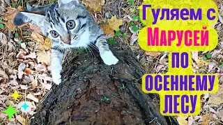 Гуляем с котёнком по осеннему лесу!