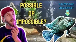 Electric Blue Jack Dempsey myth part 1 Are they worth buying?