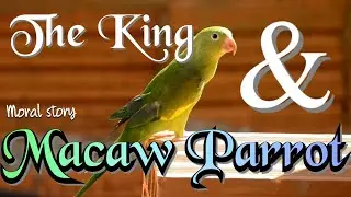 The King and macaw parrots || Moral story || Story no 16 ||