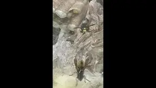 B-Roll Basement Yellowjacket Extraction