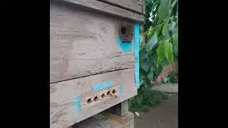 Разведка в ловушках,скоро рои...