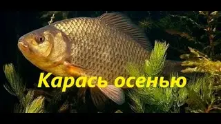 КАК ЛОВИТЬ КАРАСЯ ОСЕНЬЮ? ЛОВЛЯ КАРАСЯ в ОСЕННЕЕ ВРЕМЯ. МЕСТА, НАЖИВКИ и СНАСТИ для ЛОВЛИ КАРАСЯ