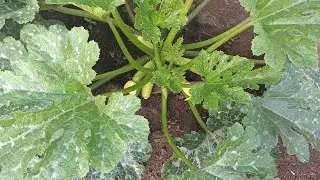 Why small zucchini rot on the bushes what to do. Blossom rot on squash