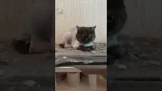 Кошечка подстриглась и сменила свой окрас. / стрижка кошек.