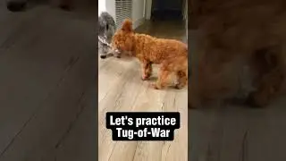Squad Game 2 Prep - Tug of War
