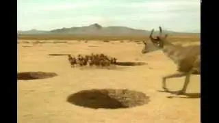 Synthetoceras