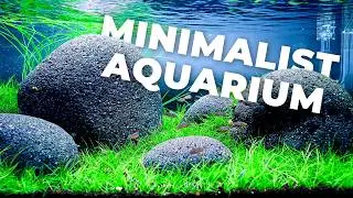 How to Create an Impactful Minimalist Planted Aquarium? | Shallow Tank with Black Pebble Stone