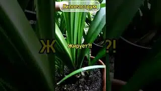Много листьев шикарней цветы! 