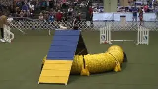 JoJo- 2016 AKC Agility Invitational Round 2