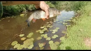 р Феневка, р Кунья, и какой то безымянный ручеёк