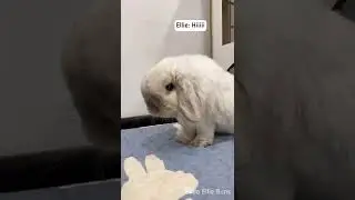 Greeting my bunny in the morning 🐰☀️