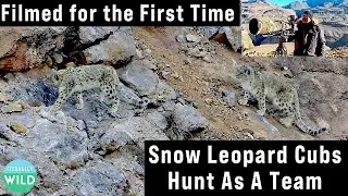 Rare Footage: Snow Leopard Cubs Cooperate on Daring Hunt