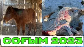 Соғым 2023 