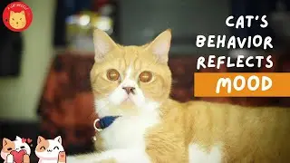 Your cat’s behavior reflects mood