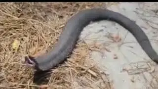 snake in Malaysia sound like a cat