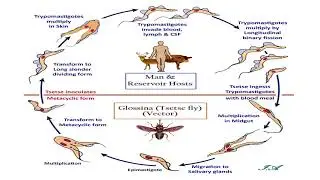 trypanosoma 1