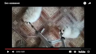 Дерзкие щенки шпица )