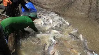 Watch a catch of fish in a natural lake with nets - It's so amazing with lots of big fish