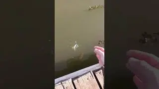 Не...ну а что с него взять то ? 