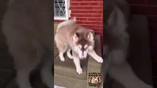 I wish I have Hershey’s energy. 🐺❤️💛🐾 #siberianhusky #wooferwaggers #dog #puppy #follow #husky