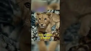 🦁Лев Не Расстается с Одеялом😁