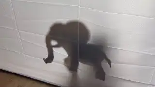 Театр теней для детей.