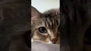 cute cat #kitten #kitty #pets #cat #catlover #kittycat #lovelypets #catgame #funnycat