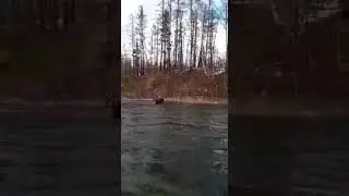 Встреча с Сохатым