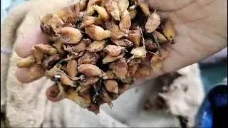 Mahua Flower | Available on IndiaMART
