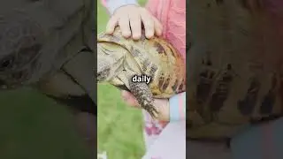 How to Train Your Turtle?  #turtlewatching #funpets #facts