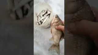 КАРАСЬ  НА МАСЛЕНИЦУ