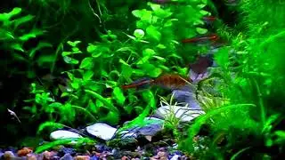 #Aquarium