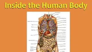 14 English Vocabulary with Pictures: Inside the Human body