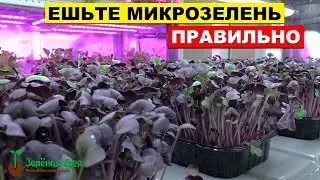 Что такое микрозелень и как правильно её есть. Микрозелень Зелёная Фея - это живая грядка у вас дома