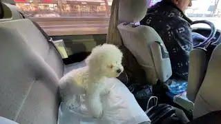 Поездка к родителям. Первый опыт путешествия с собакой.