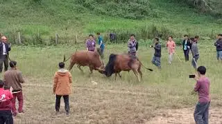 nyuj sib nraus lom zem heev
