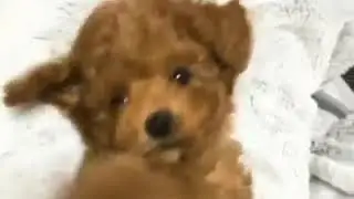 The cutest puppies on Youtube