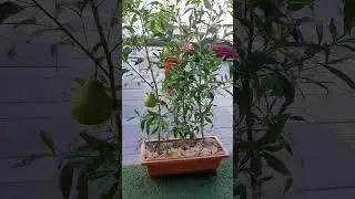 Pear 🍐 🍐 @ Abu Dhabi Street